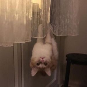 Meet your Posher, Al